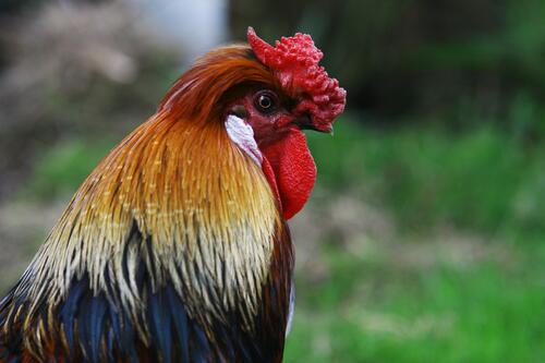 The rooster bird