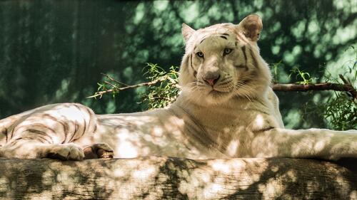 Белый тигр отдыхает