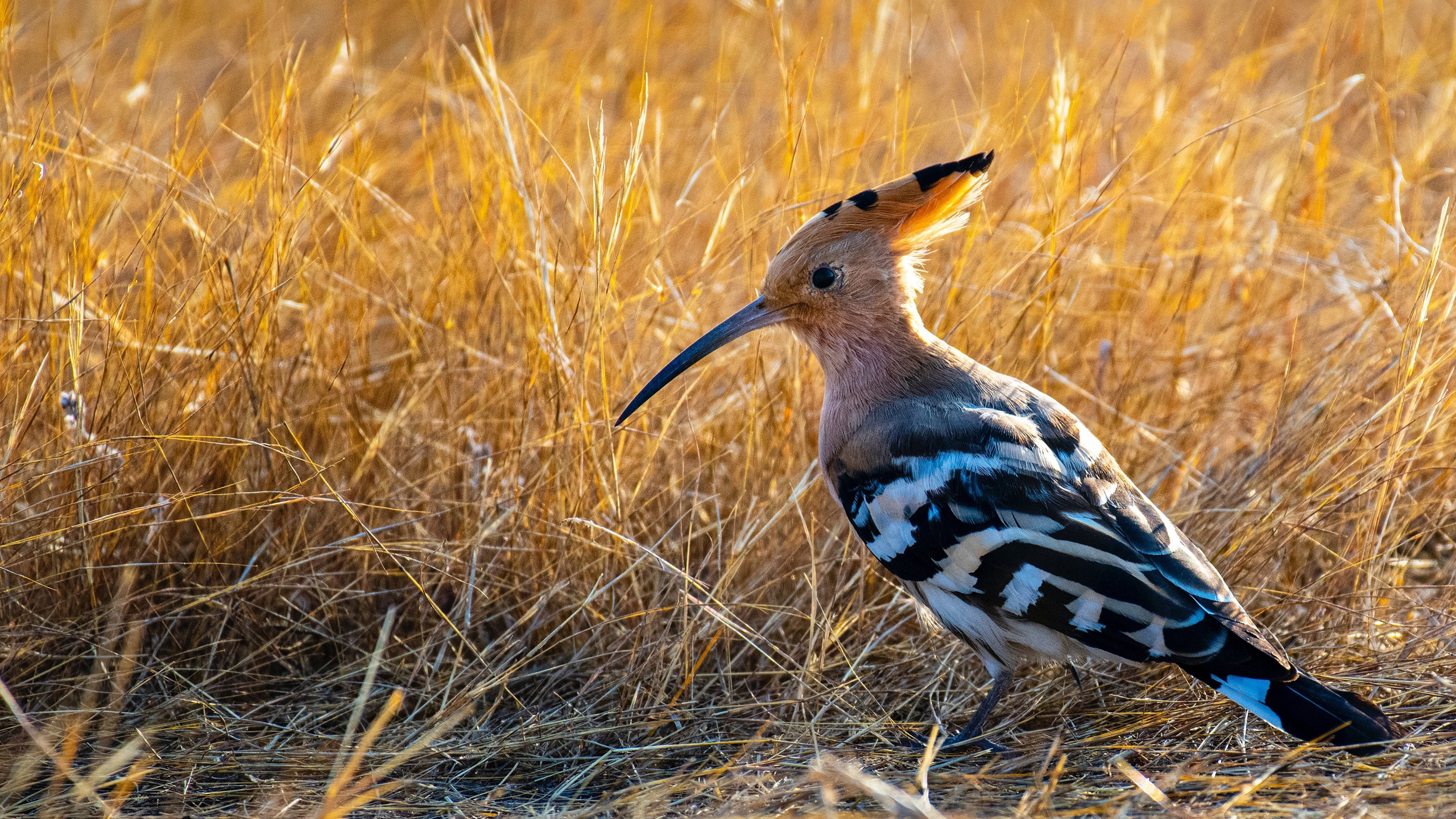 Free photo A hoopoe bird in dry grass