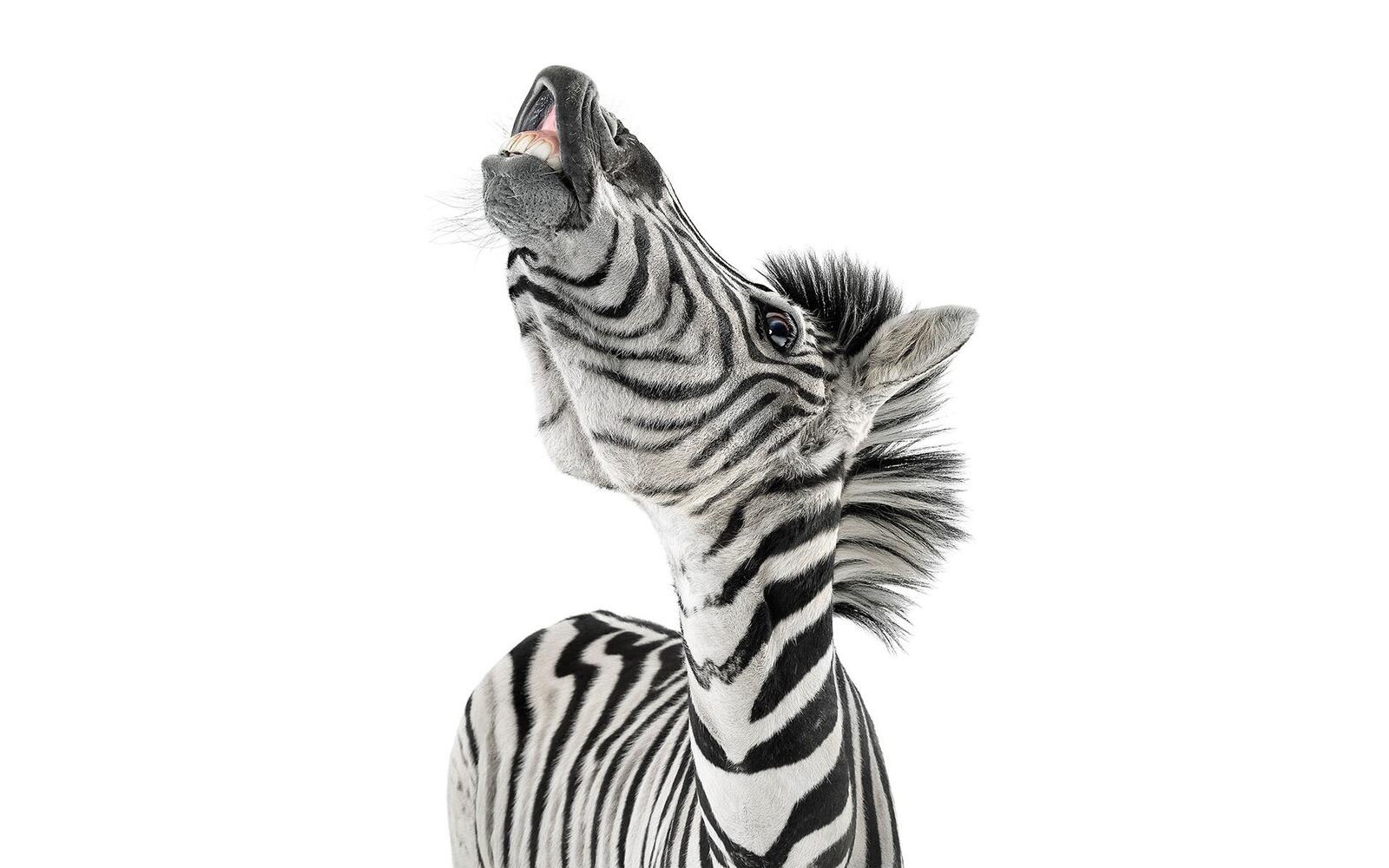 Wallpapers face striped zebra on the desktop