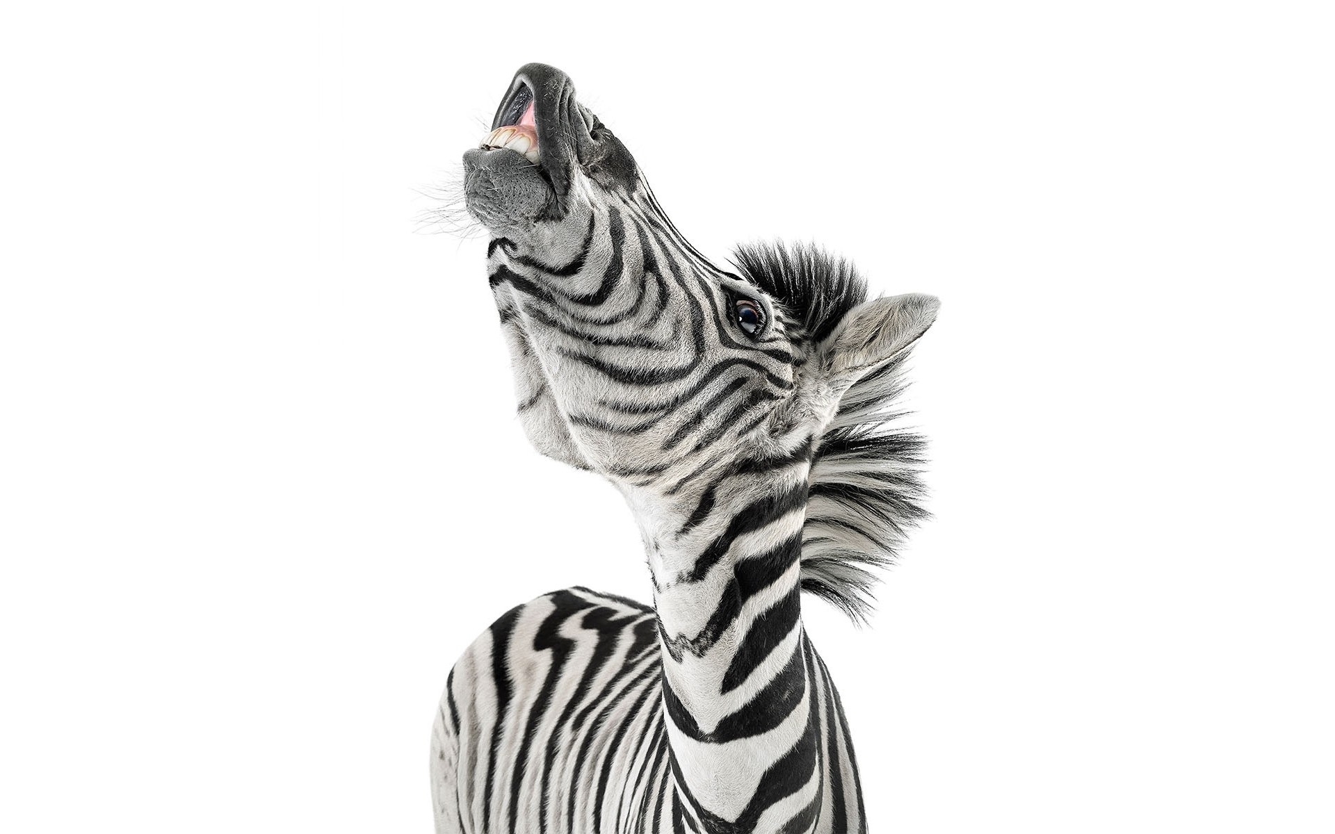 Фото бесплатно лицо, полосатый, зебра