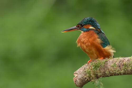A kingfisher sitting on a branch close-up.