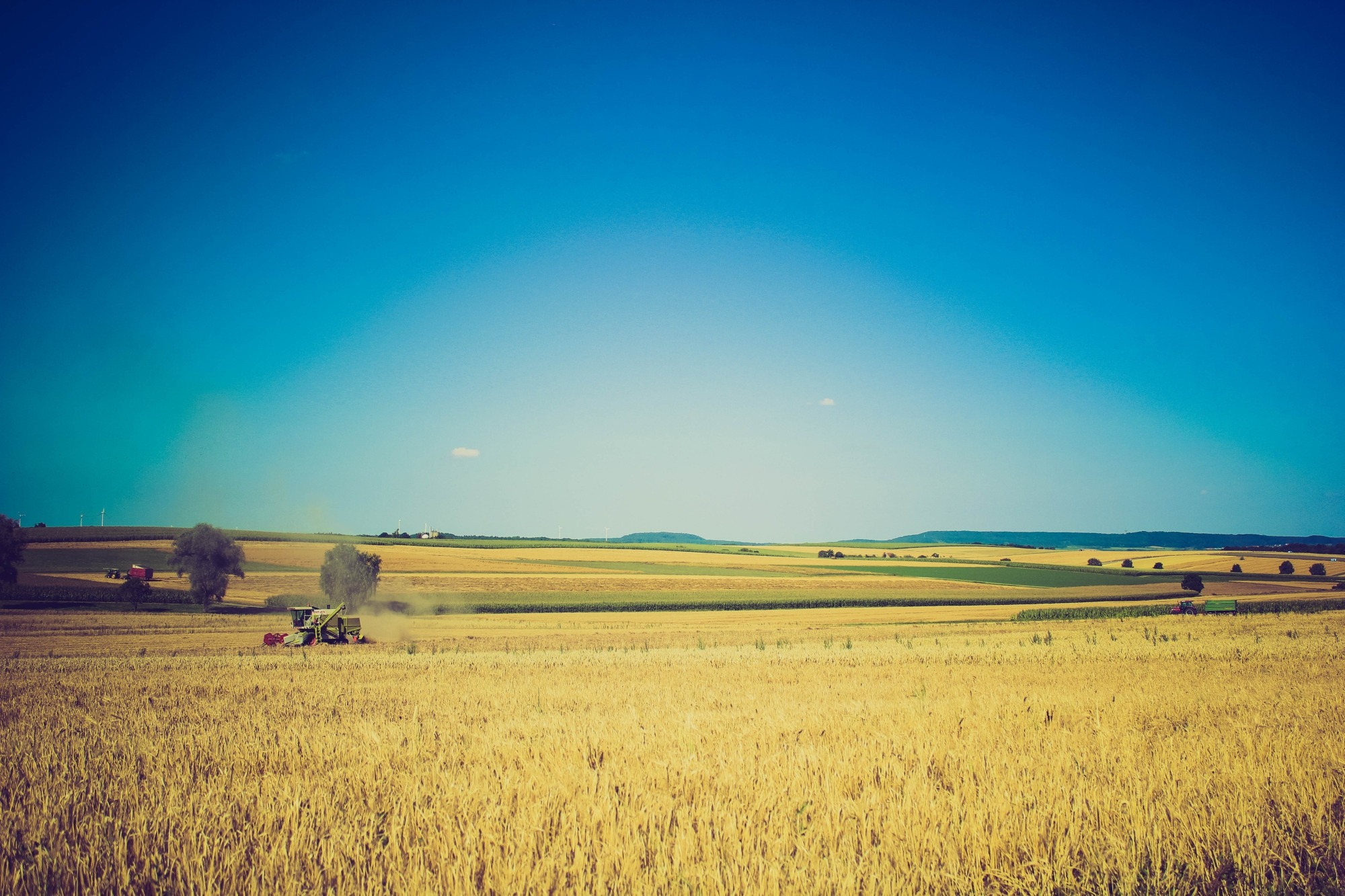 Трактор собирает урожай на пшеничном поле