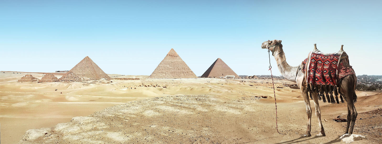 Бесплатное фото Верблюд на фоне пирамид