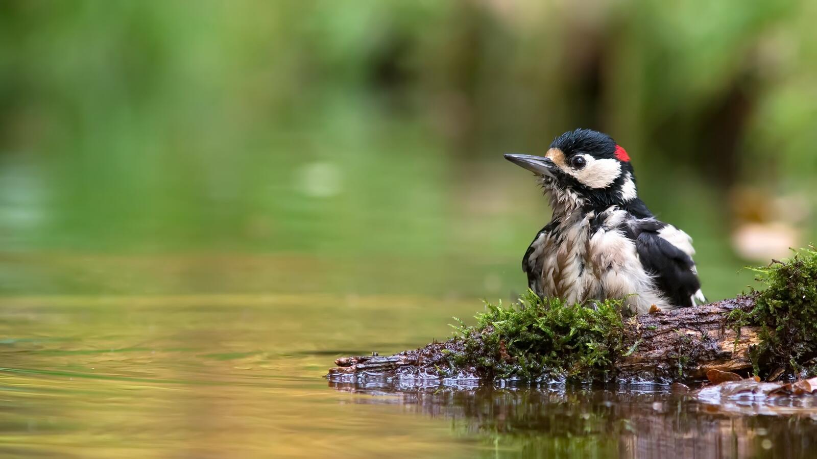 Free photo Wet Woodpecker