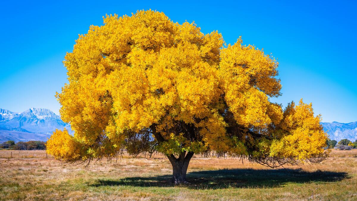 a tree with a large yellow crown