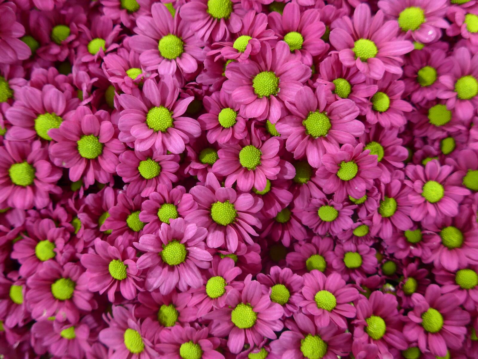 Free photo Pink daisies