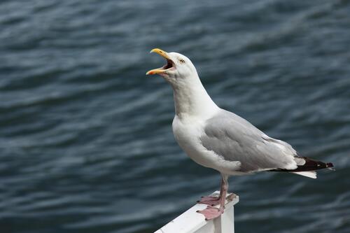 A sea gull against the water