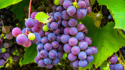 Грозди фиолетового винограда