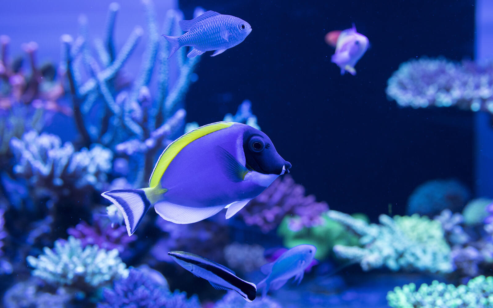 Free photo Aquarium with blue fish