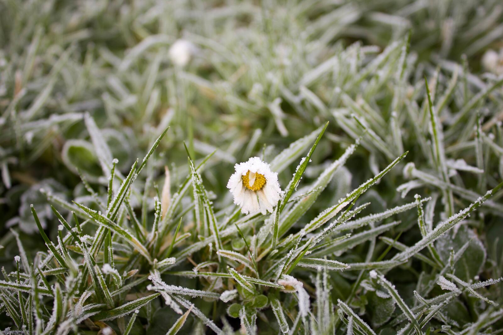 Бесплатное фото Замерзший одинокий цветочек в зеленой траве покрытой инеем
