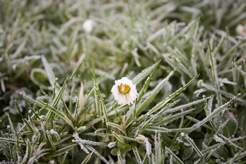 Замерзший одинокий цветочек в зеленой траве покрытой инеем