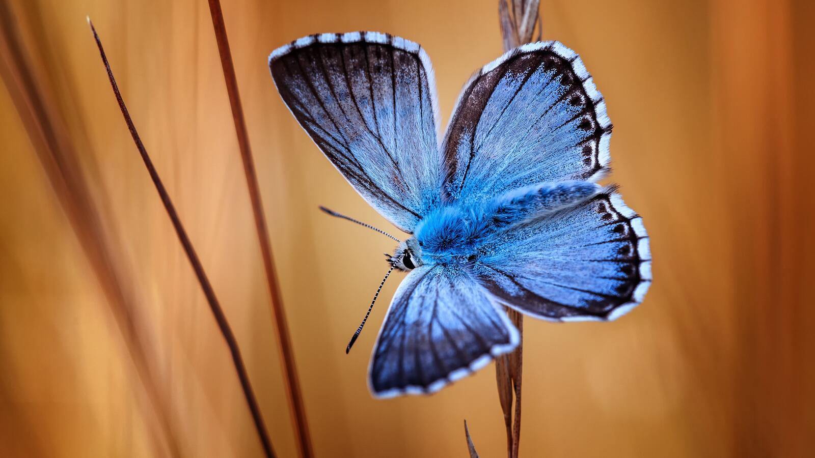 Бесплатное фото Синяя пушистая бабочка