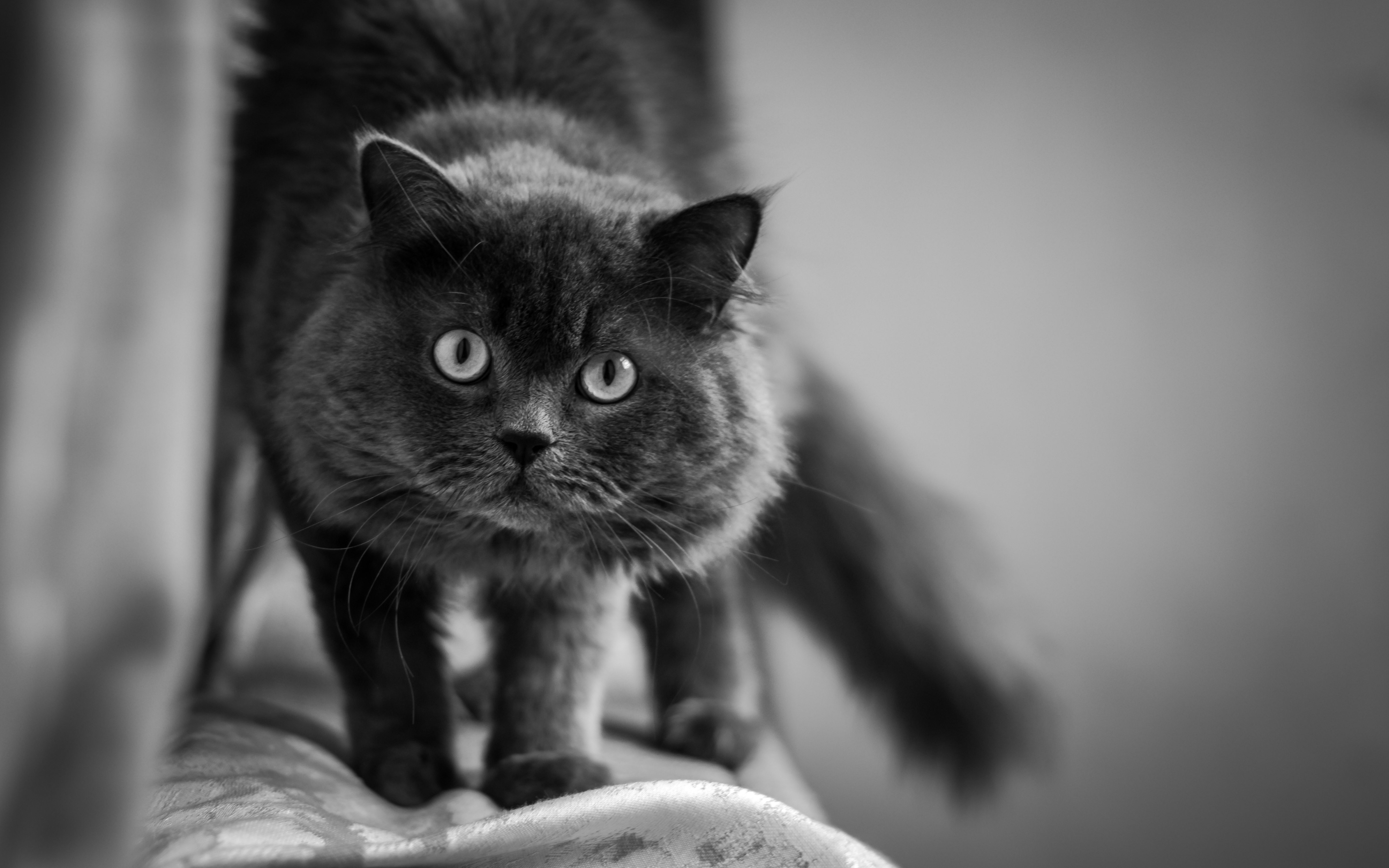 Black fluffy cat