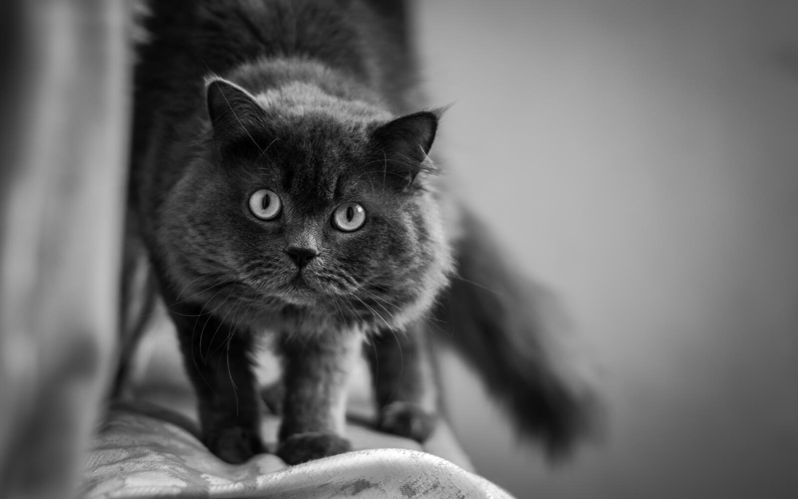 Free photo Black fluffy cat