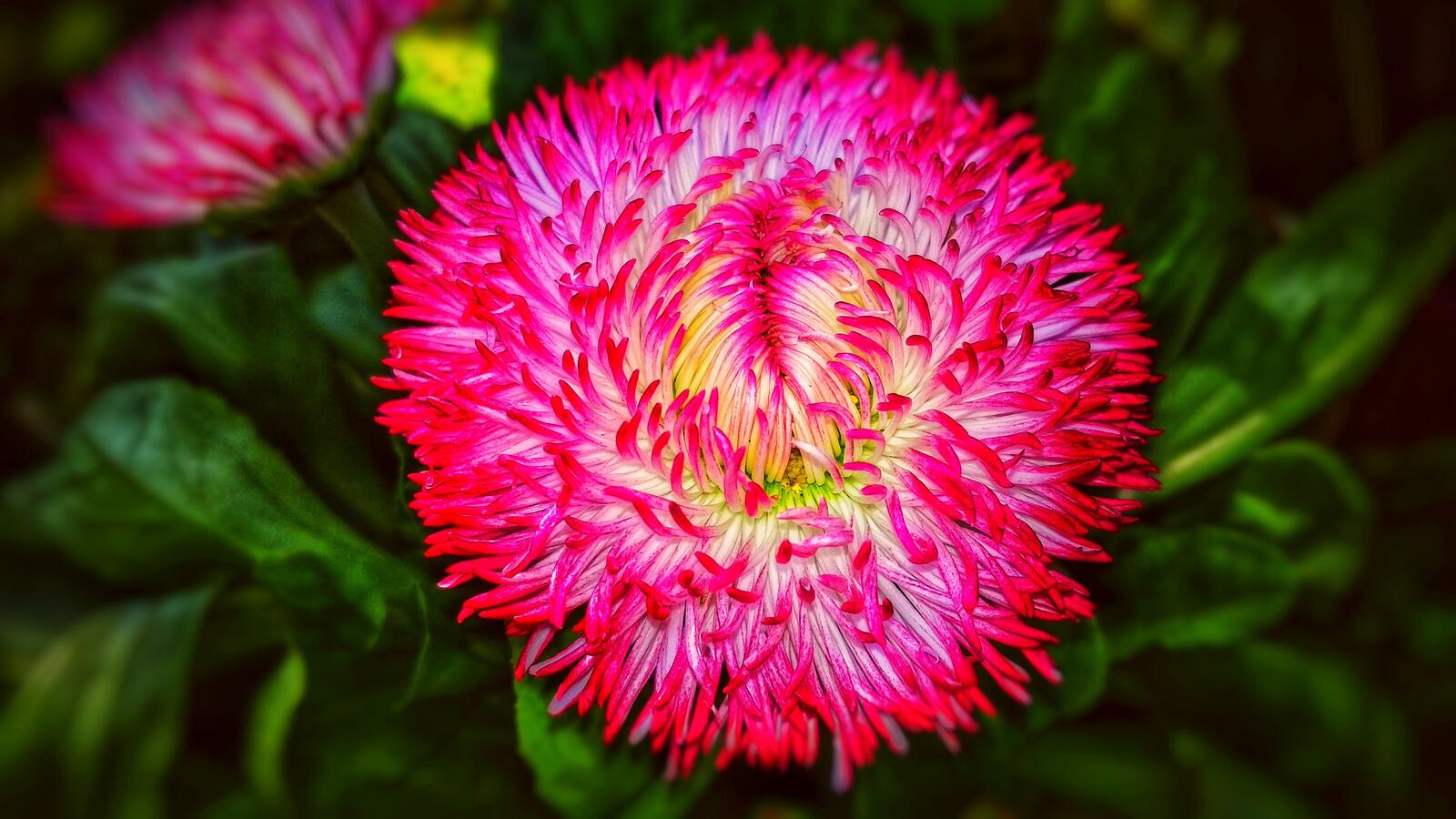 Бесплатное фото Странный ярко-розовый цветок