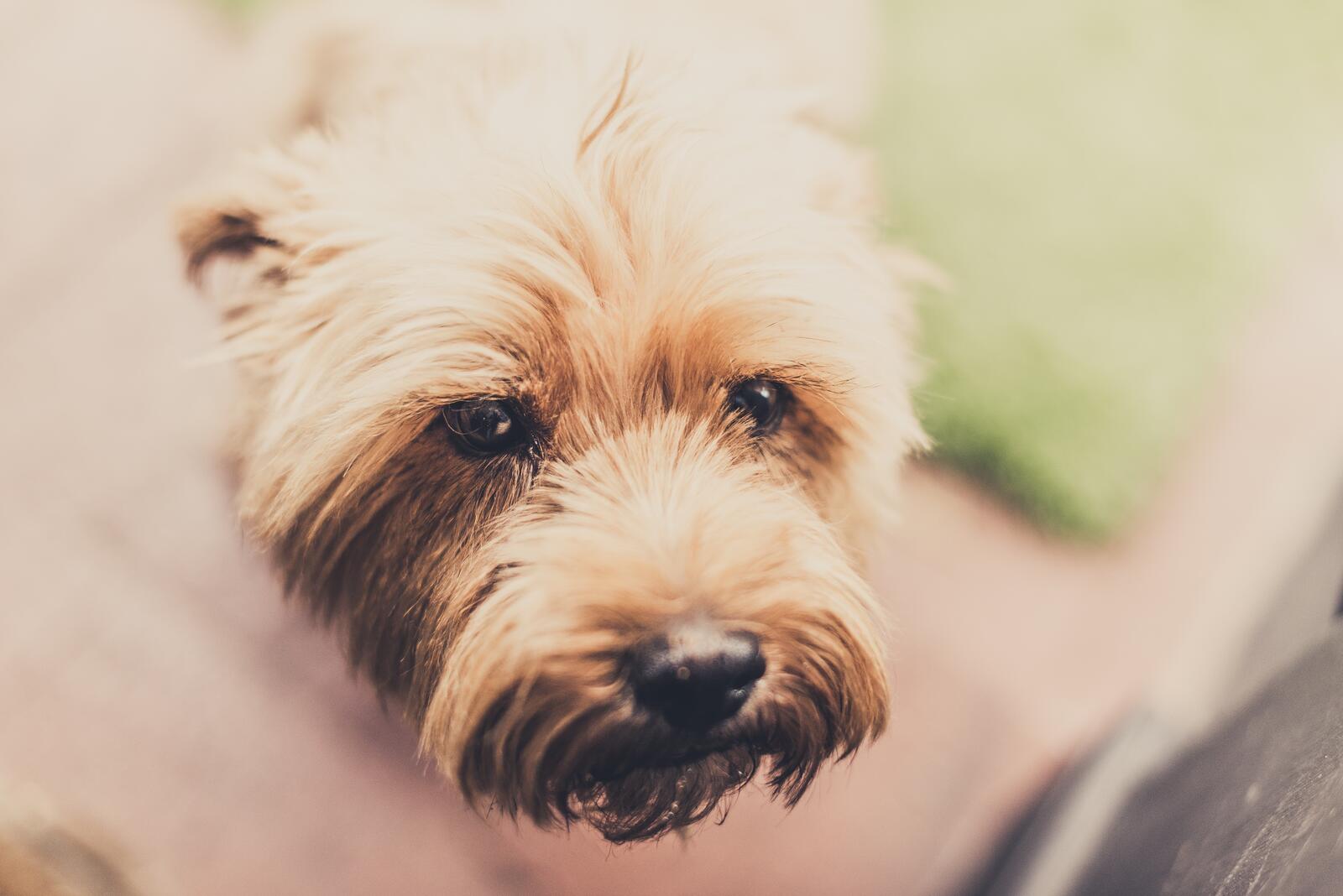Free photo Cairn terrier face