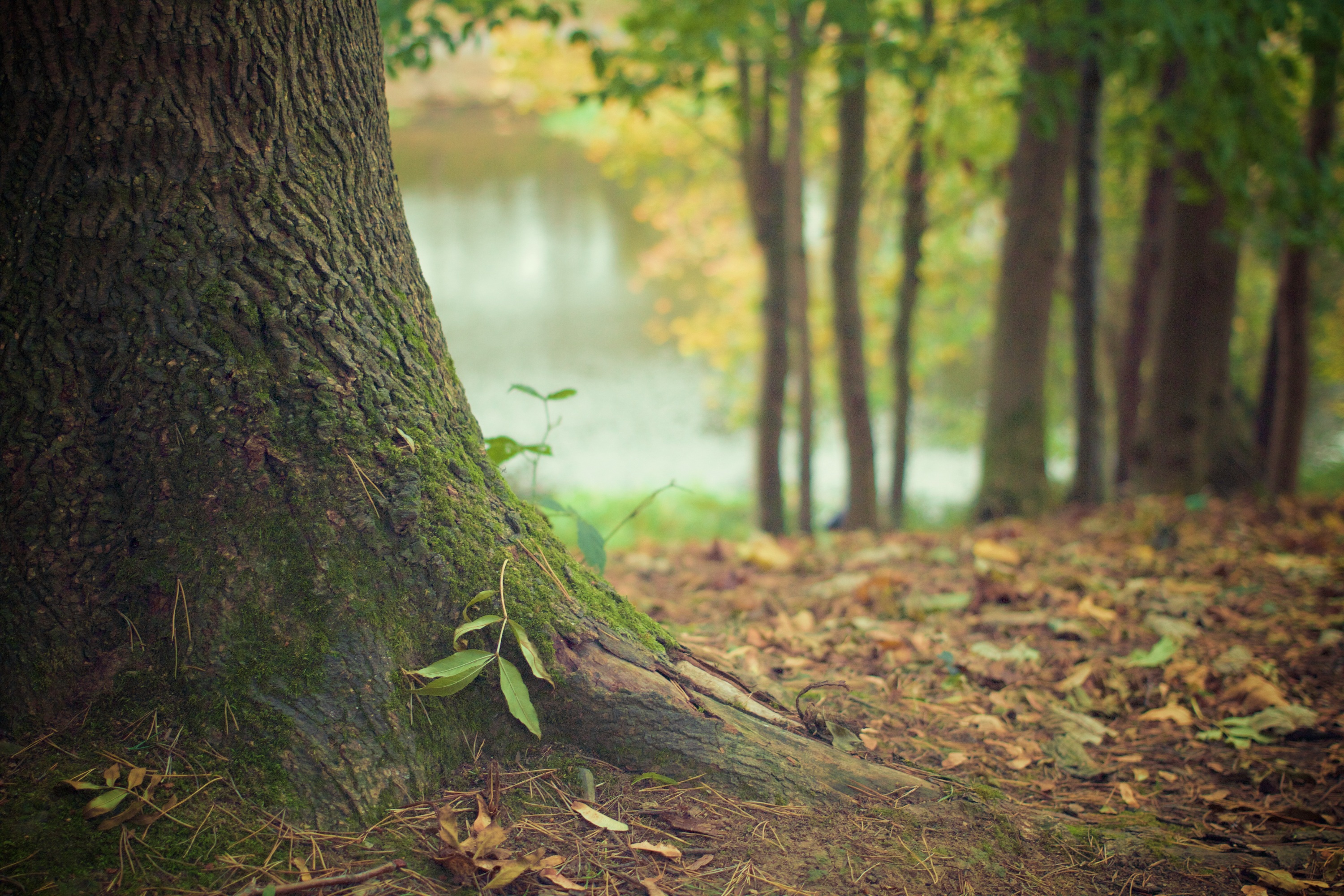 Бесплатное фото Сухие листья у корней дерева