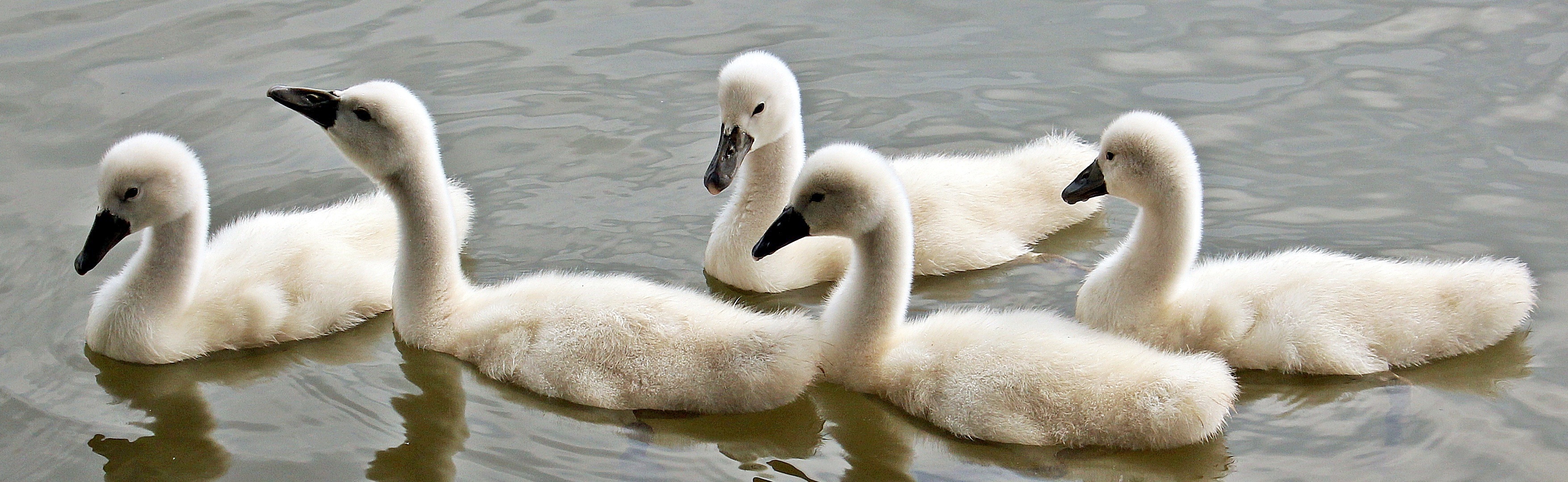 White little swans swim in the pond.