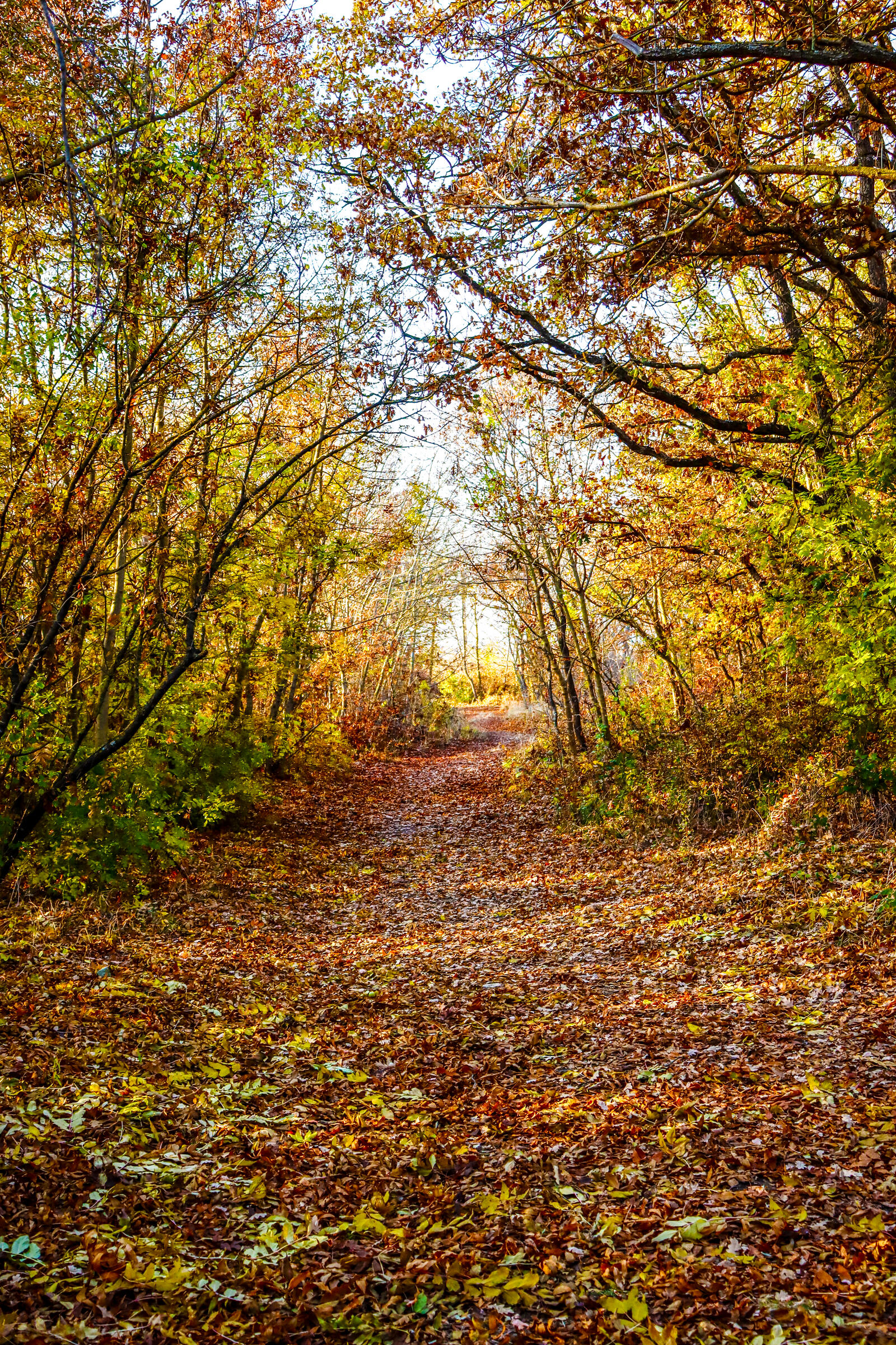 Бесплатное фото Осенние листья усыпали лесную дорогу