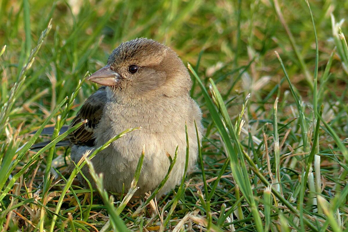 A sparrow sits in the grass