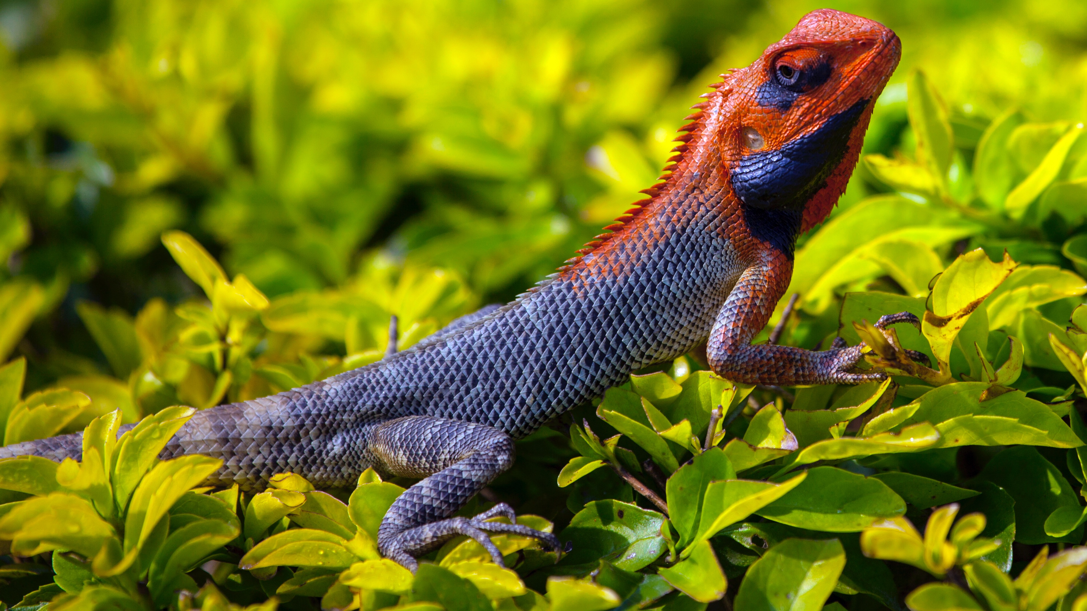 Free photo A brightly colored iguana with a red head on green grass