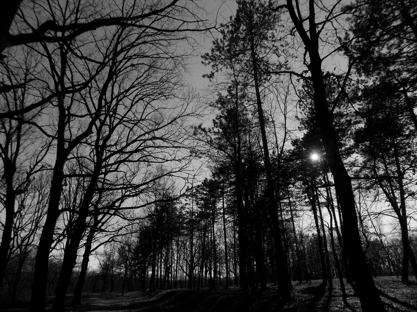 Бесплатное фото Сумерки в осеннем лесу