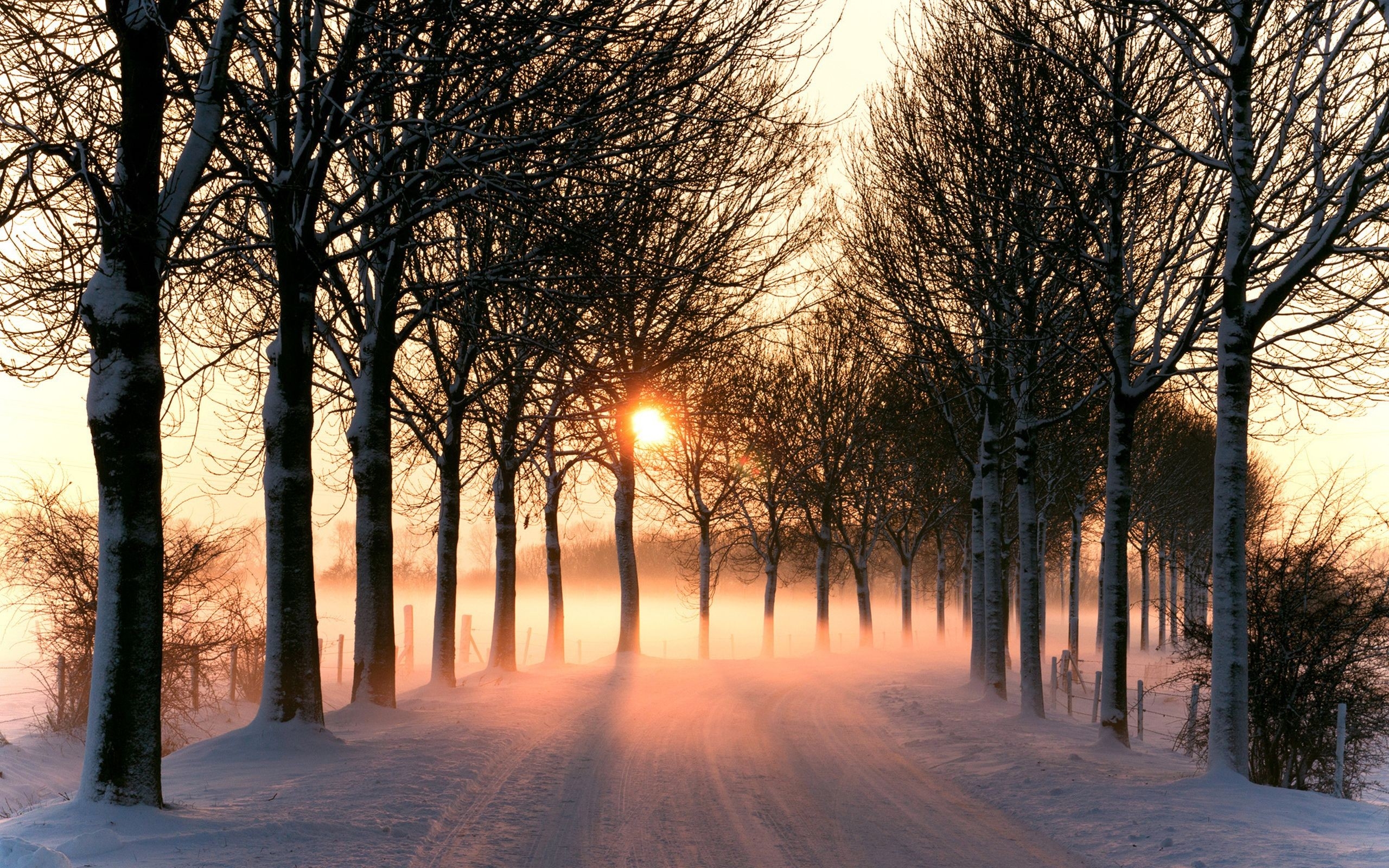 Trees along a snowy road at sunset