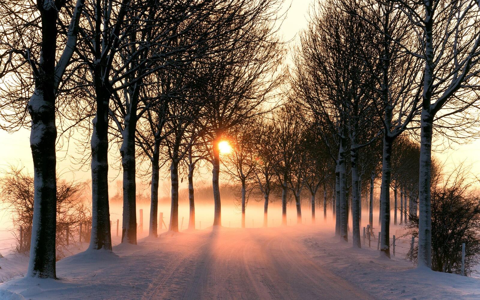 Бесплатное фото Деревья вдоль снежной дороги на закате