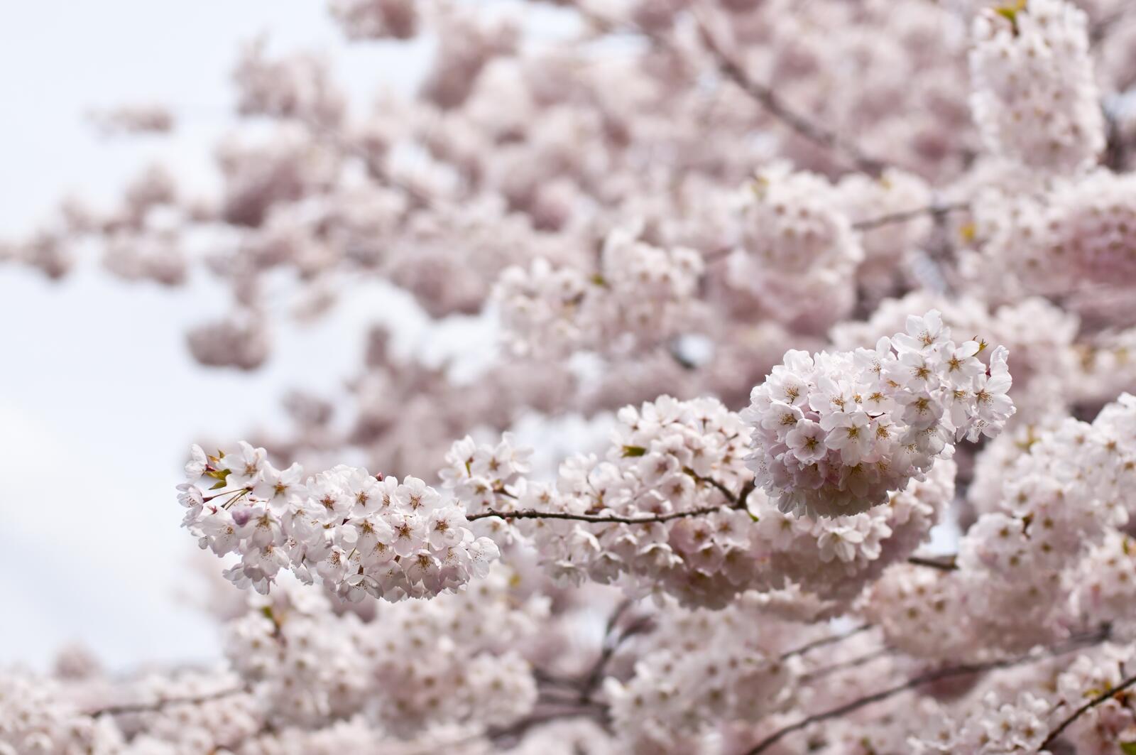 Free photo A spring flowering tree in bloom