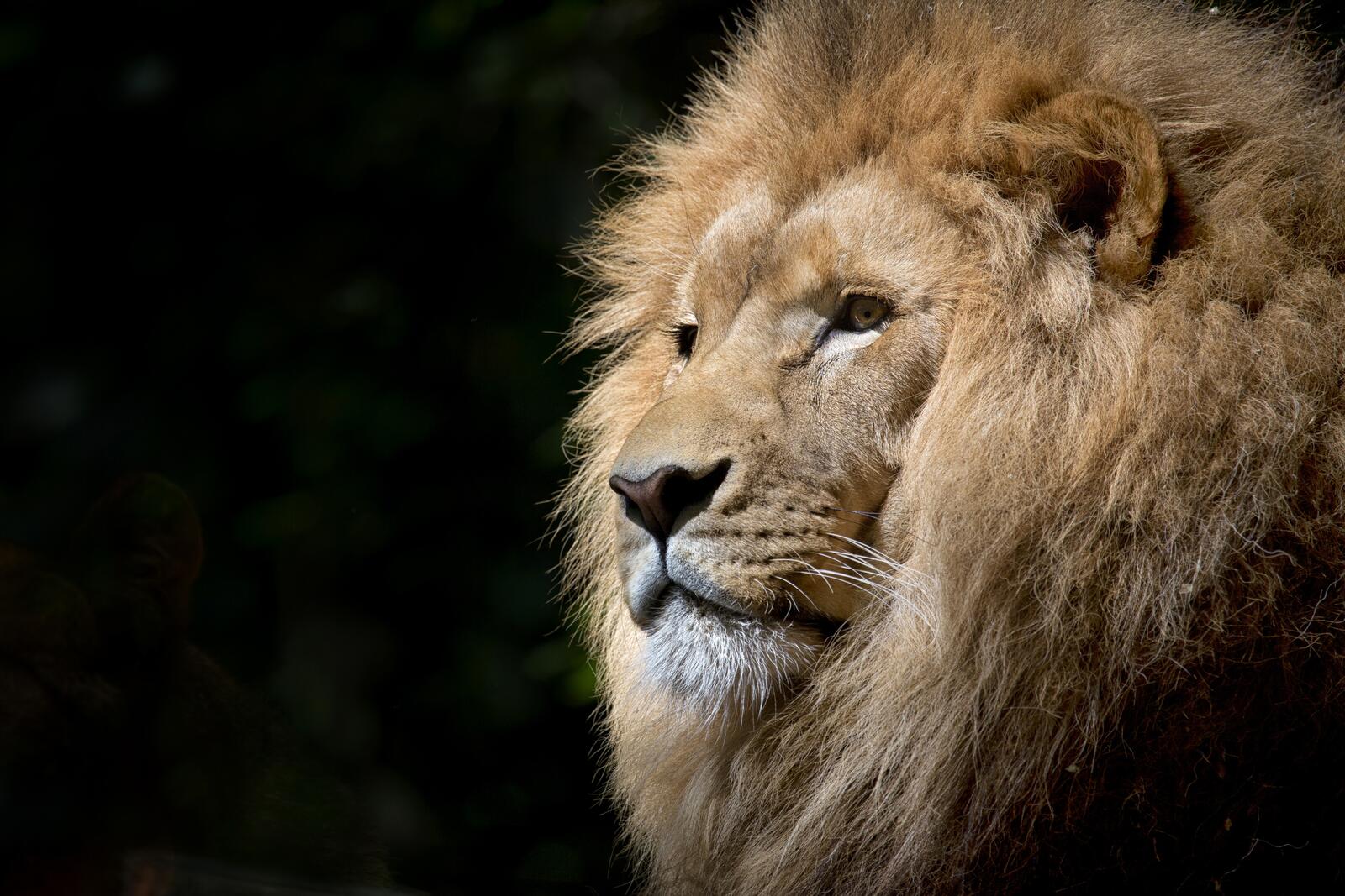免费照片一只成年非洲狮的脸