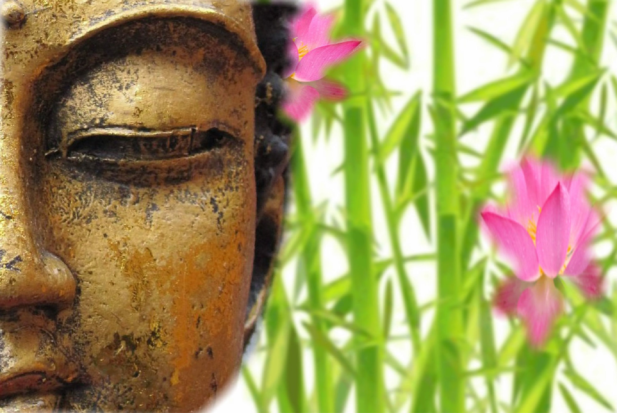 Фото бесплатно цветок, медитировать, буддист