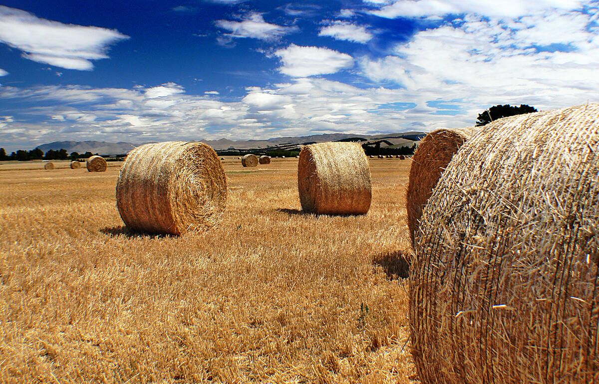 A field with many haystacks