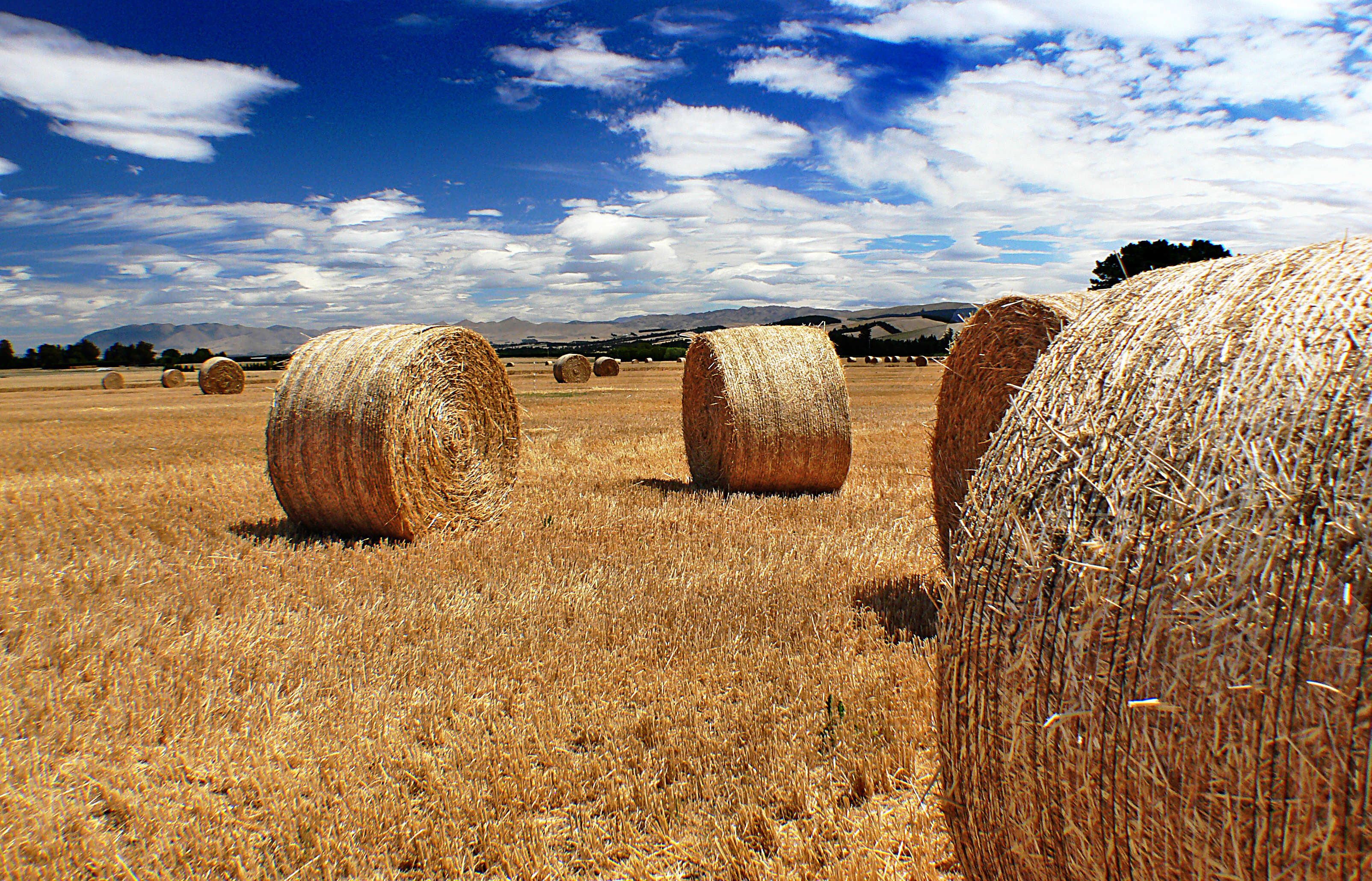 Бесплатное фото Поле с большим количеством стогов сена