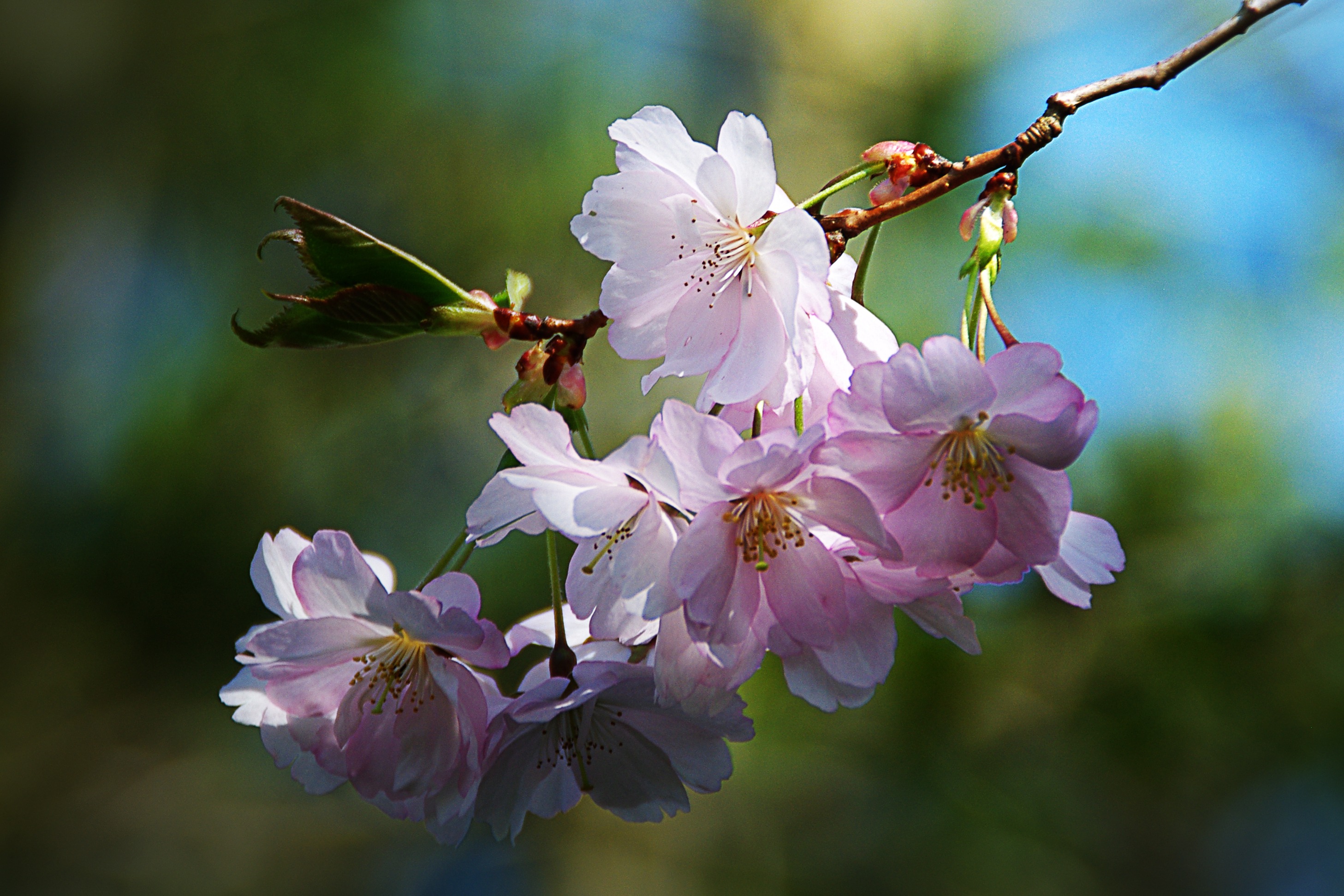 树枝上漂亮的粉色花朵
