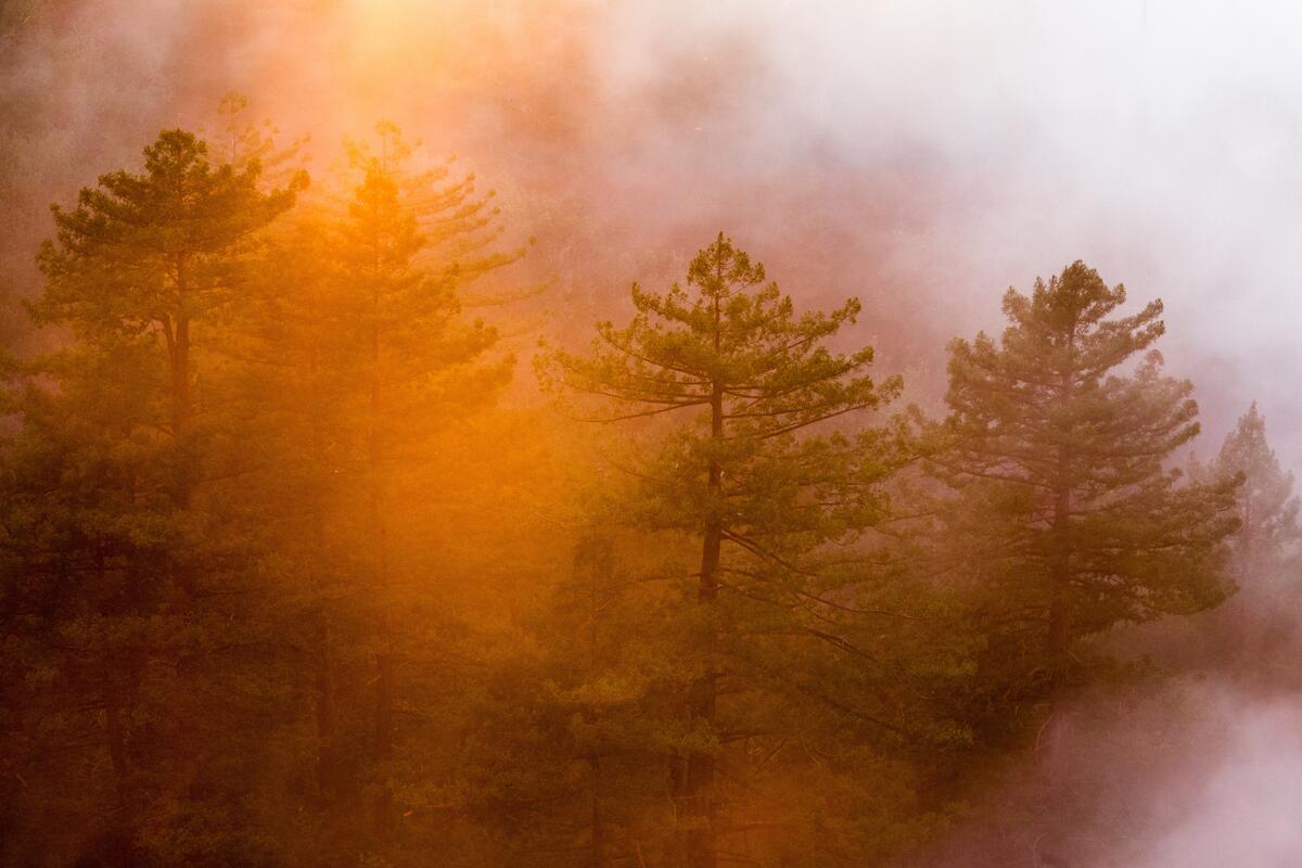 Восход солнца в туманном лесу