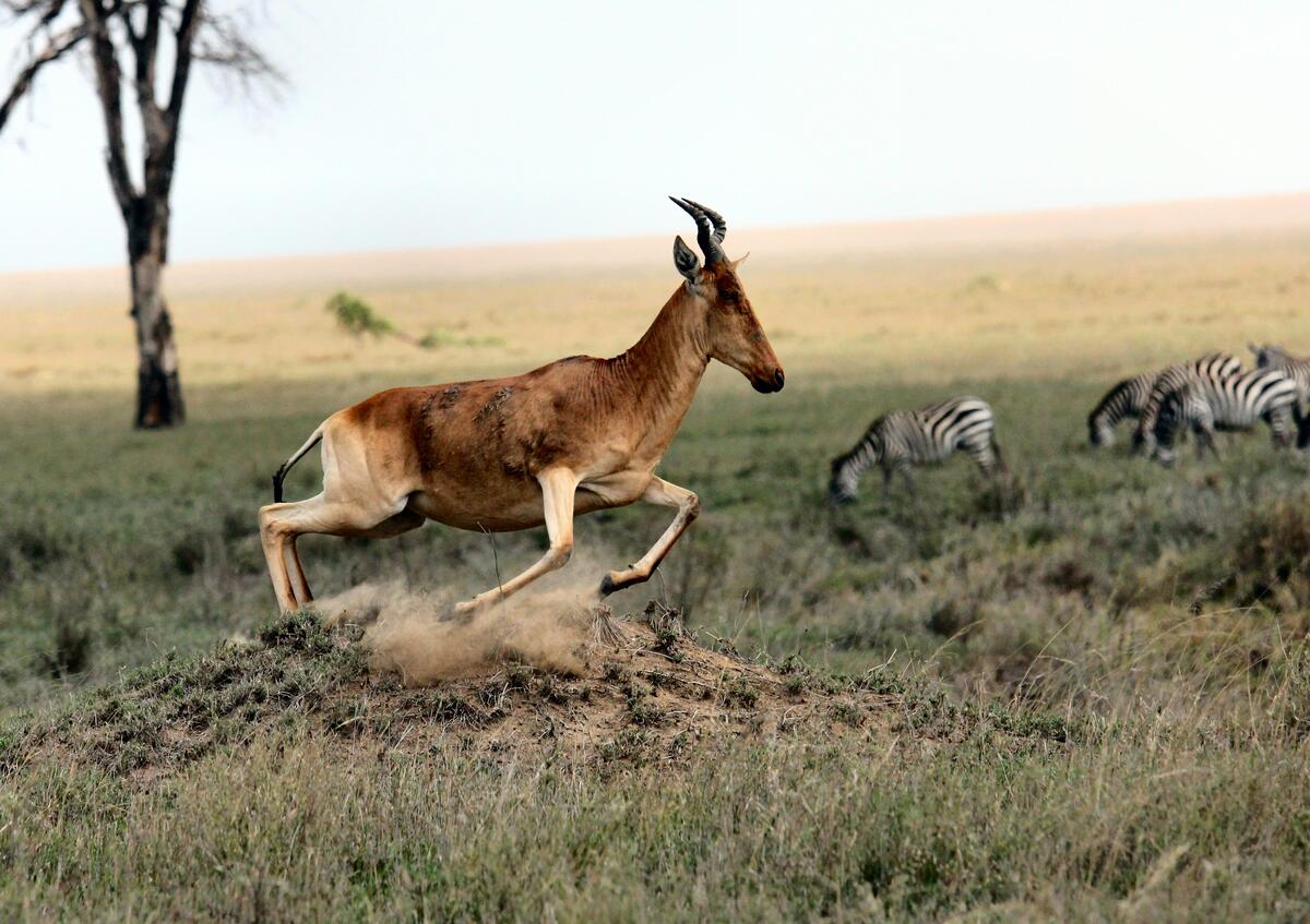 羚羊和斑马在大草原上吃草。