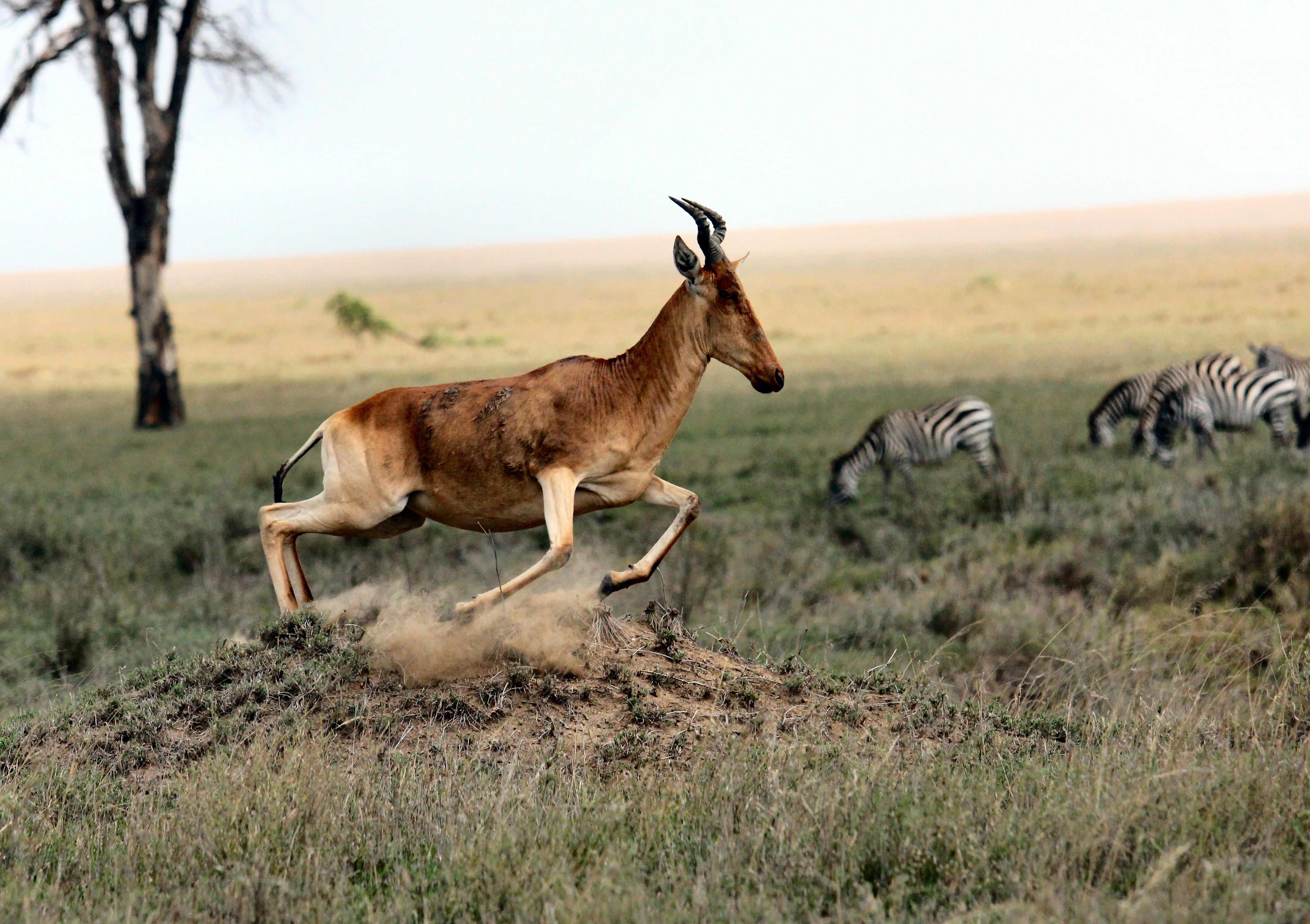 免费照片羚羊和斑马在大草原上吃草。