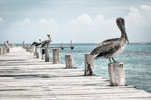 Pelicans perched on the wooden columns of the pier