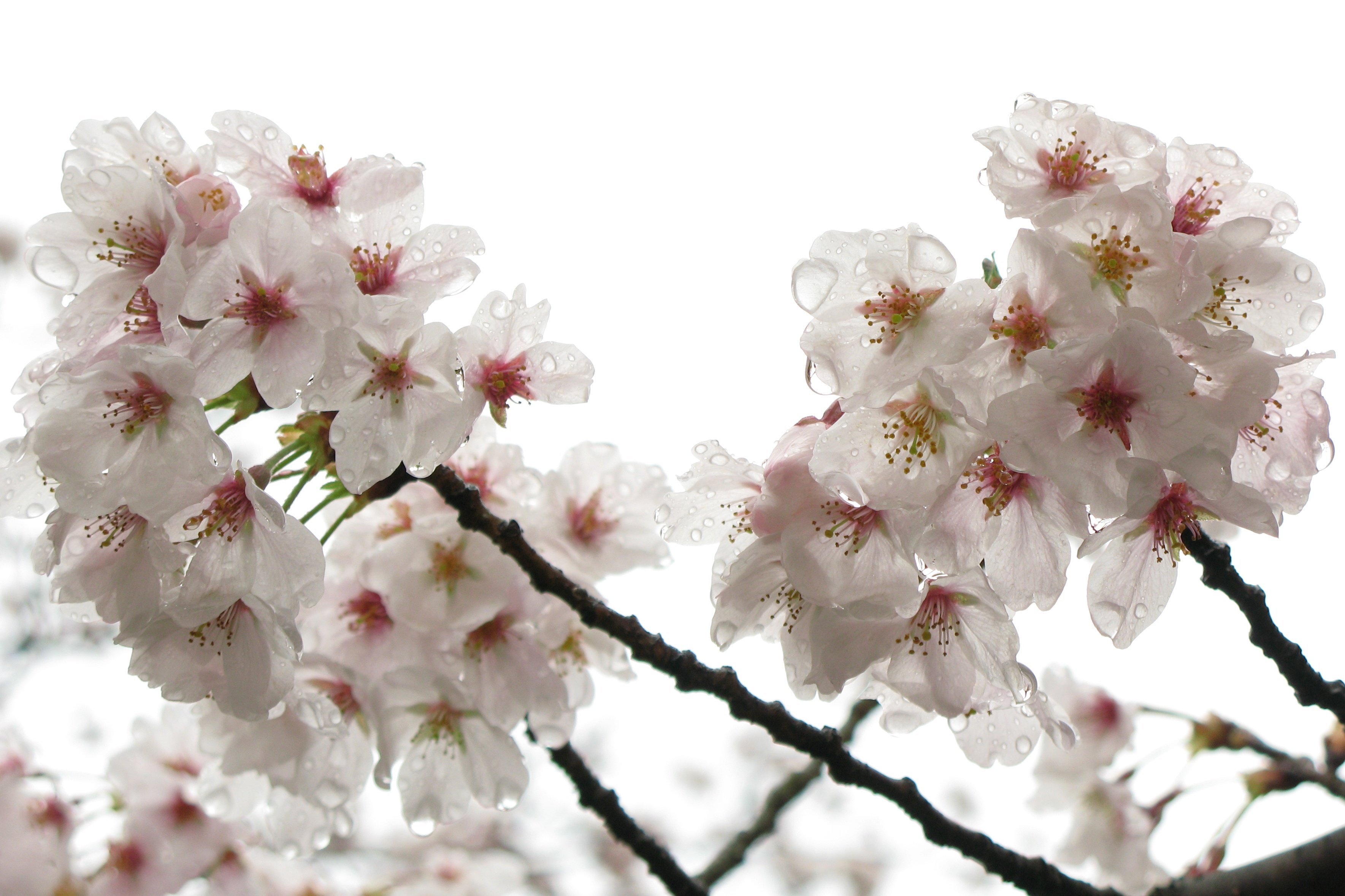 Цветы цветущей вишни