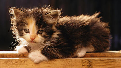 A little kitten resting on a board
