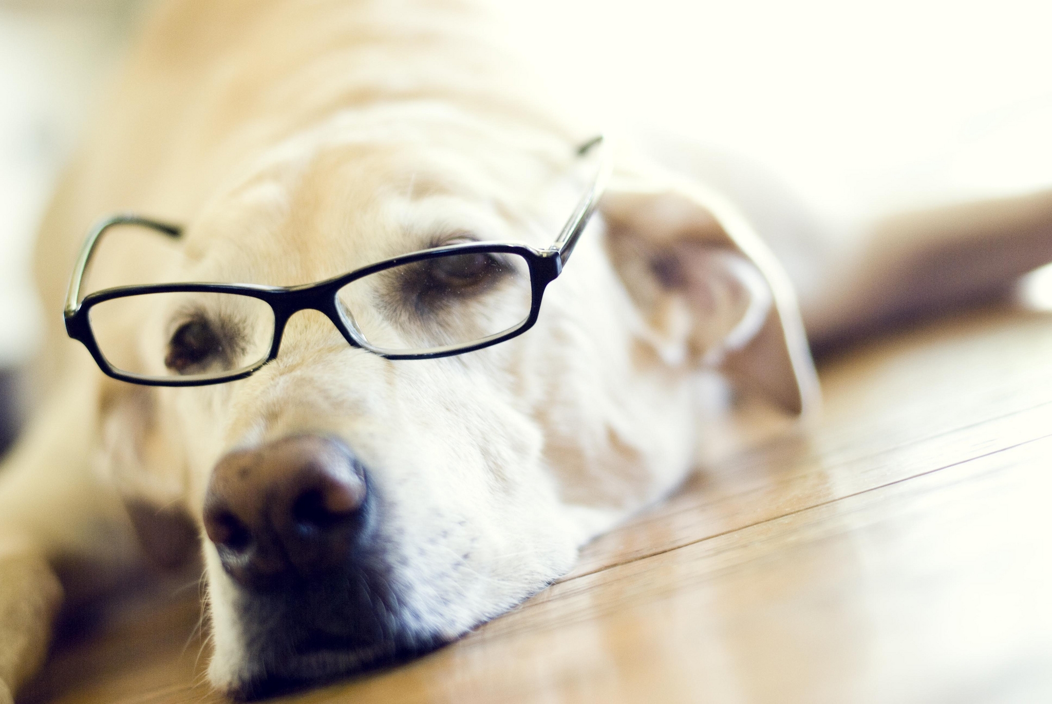 免费照片戴眼镜的拉布拉多犬