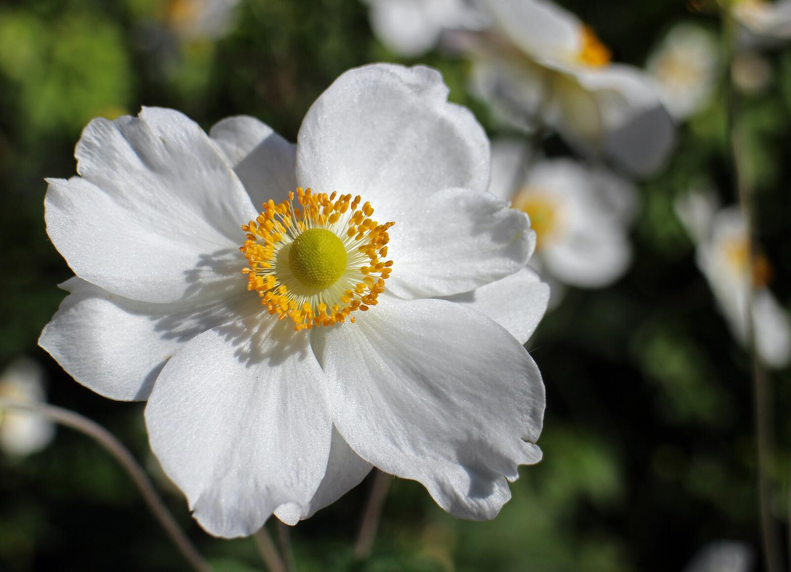 免费照片一朵白色的花，花瓣细腻