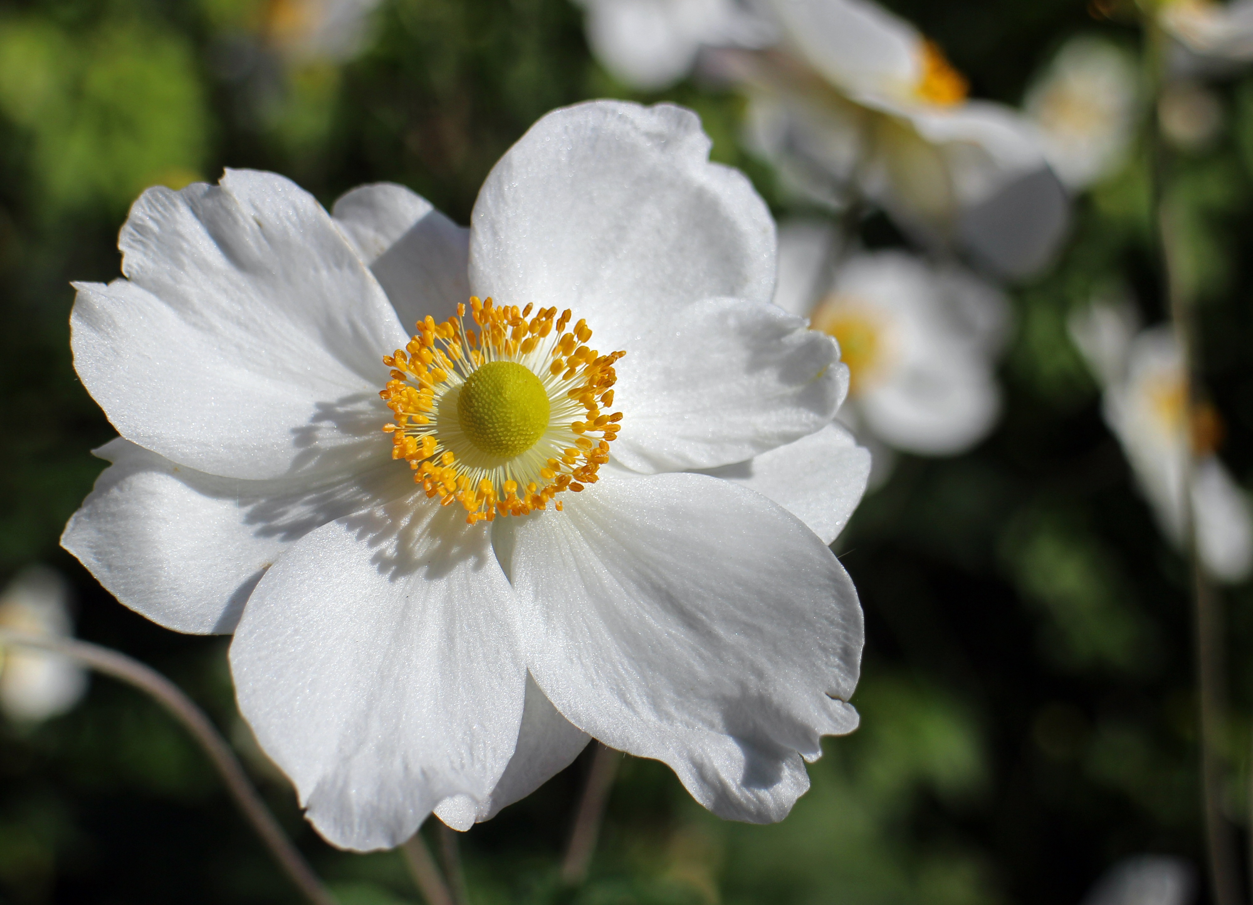 Белый цветочек с нежными лепестками