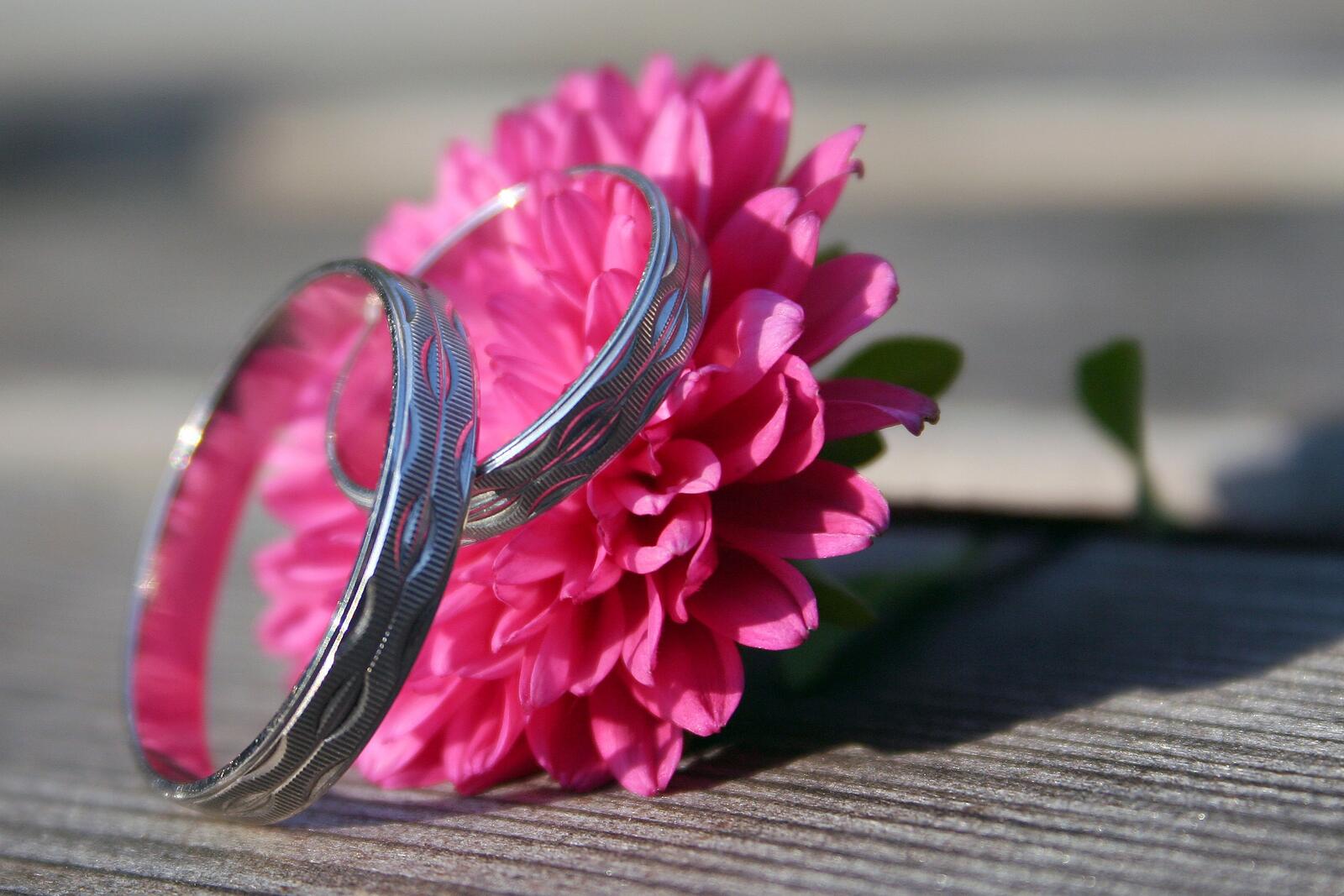 免费照片粉红色花朵上的两个结婚戒指