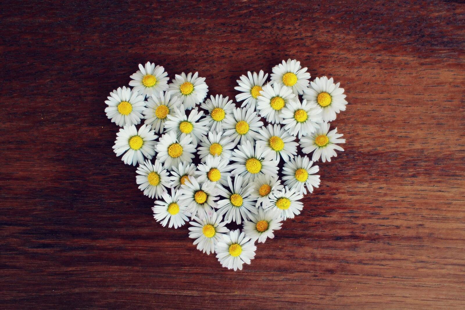 Free photo A heart made of daisies.