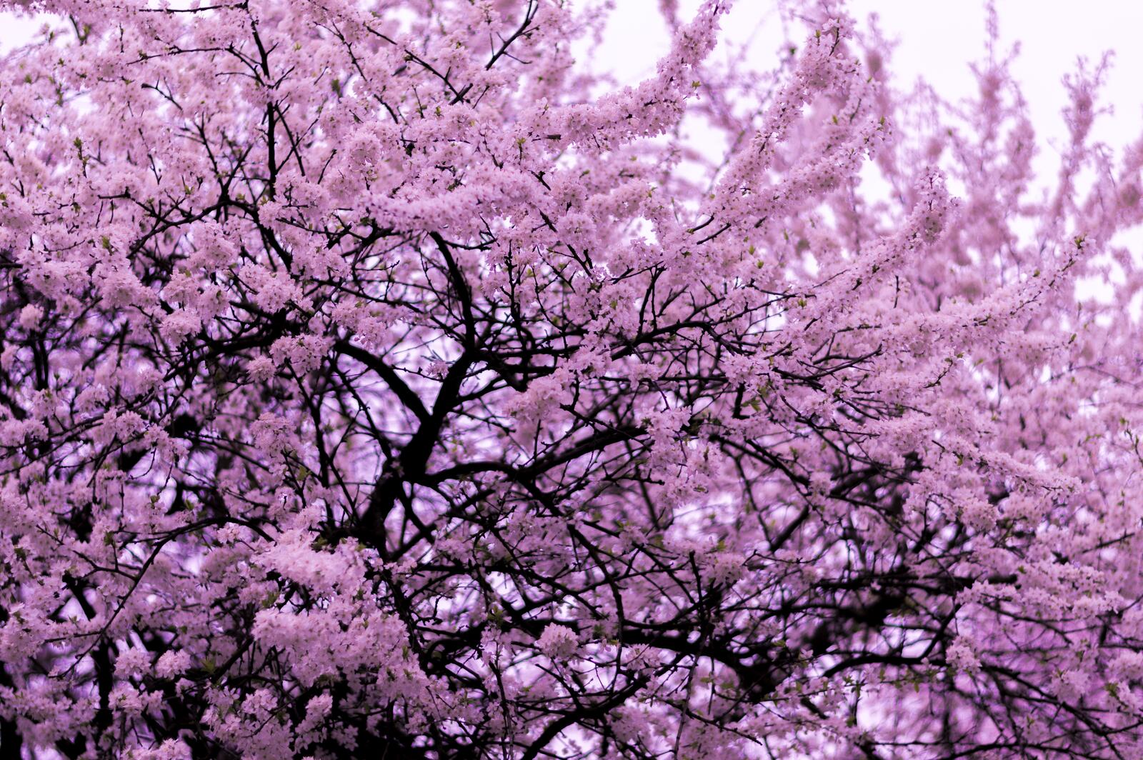 Free photo Pink flowers on the branches
