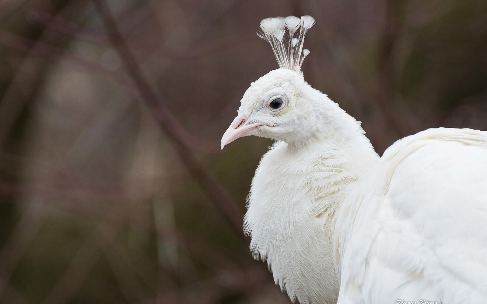 Бесплатное фото Белая птица с гребнем на голове