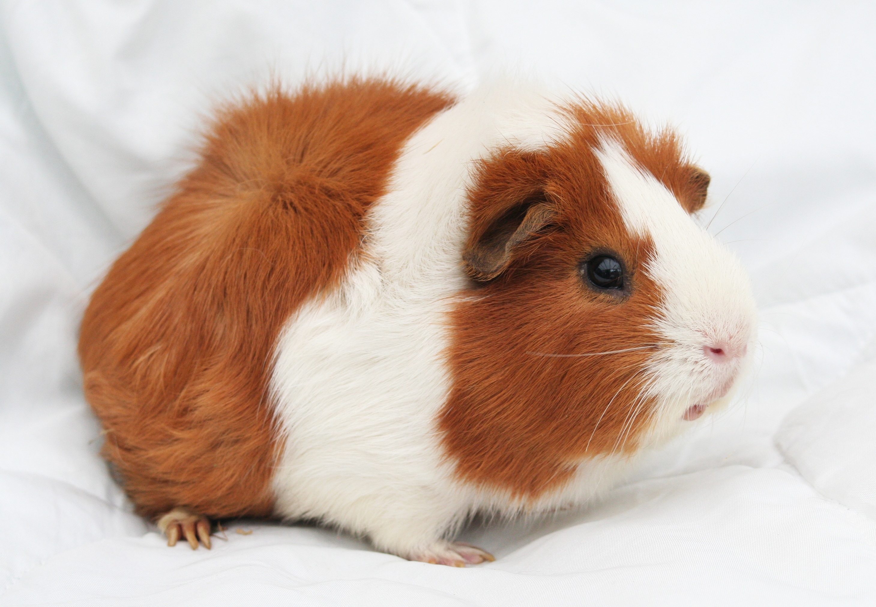Free photo White and red guinea pig