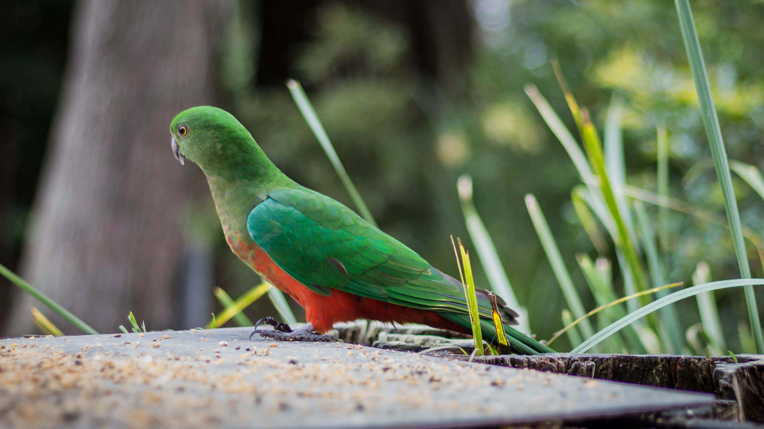 A colorful green wild parrot
